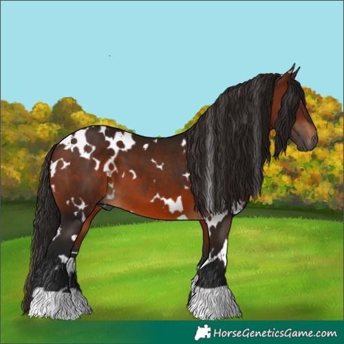 Horse Color:Gray White Spotted Bay 