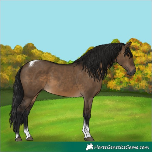 Horse Color:Gray Brown Dun Tobiano 