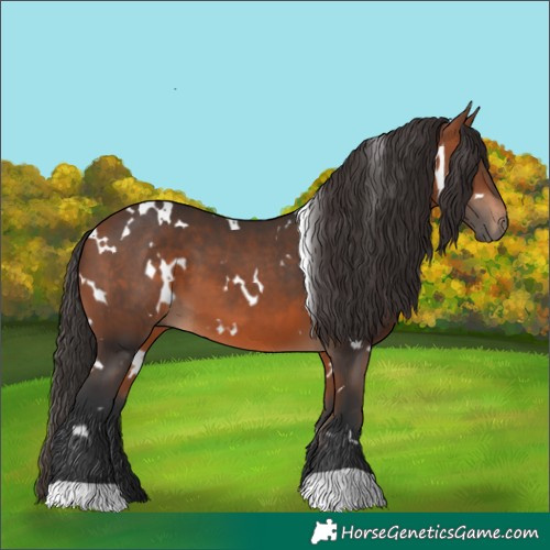 Horse Color:White Spotted Bay 