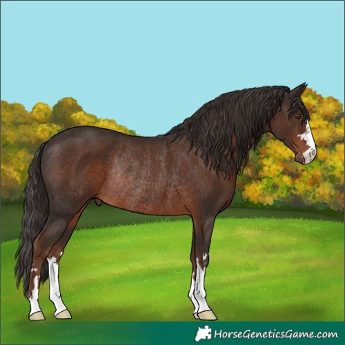 Horse Color:Liver Chestnut Rabicano 