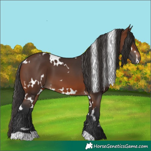 Horse Color:White Spotted Brown 