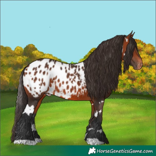 Horse Color:White Spotted Bay Appaloosa 