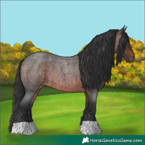 Horse Color:Brown Roan