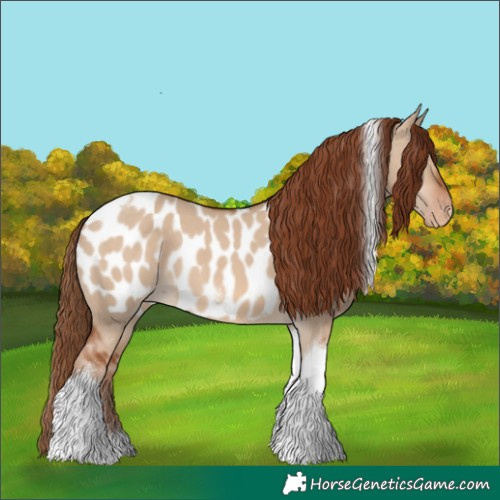 Horse Color:Red Dun Tobiano Appaloosa 