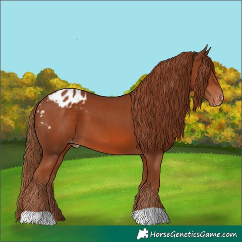 Horse Color:Chestnut Appaloosa