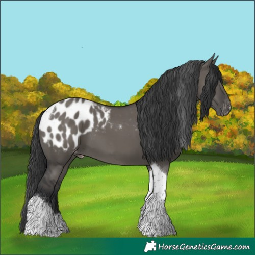 Horse Color:Grullo Tobiano Appaloosa