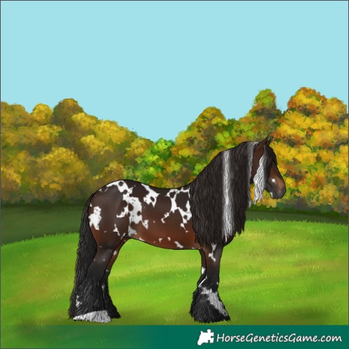 Horse Color:Gray White Spotted Bay 