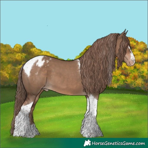 Horse Color:Liver Red Dun Tobiano Appaloosa 