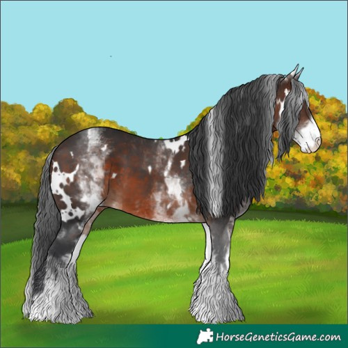 Horse Color:White Spotted Brown 