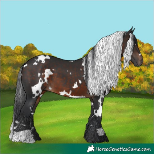 Horse Color:White Spotted Brown