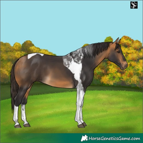 Horse Color:Buckskin Tobiano 