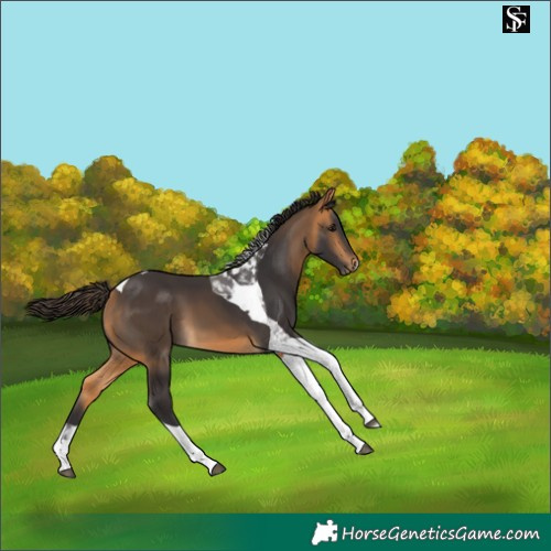 Horse Color:Buckskin Tobiano 