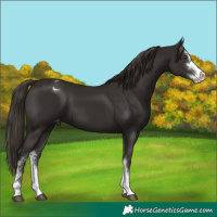 Horse Color:Liver Chestnut Sabino Appaloosa