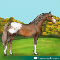 Horse Color:Chocolate Palomino Sabino Appaloosa 