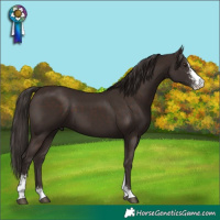 Horse Color:Liver Chestnut Sabino 