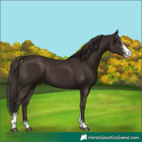 Horse Color:Liver Chestnut Sabino
