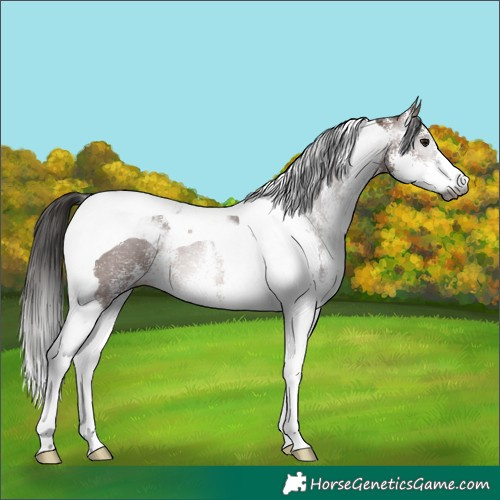 Horse Color:Gray White Spotted Bay Tobiano 