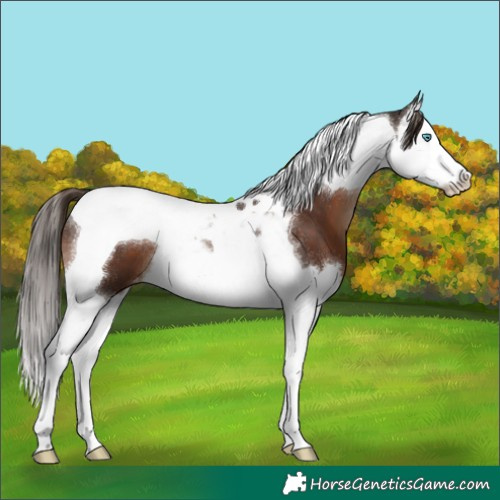 Horse Color:White Spotted Liver Chestnut Splash Tobiano Appaloosa 