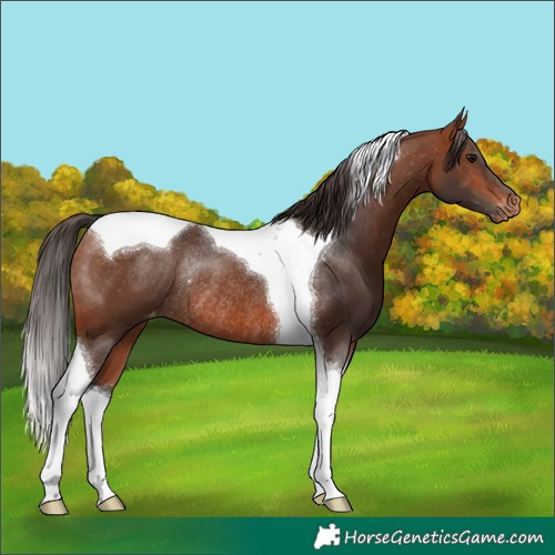 Horse Color:Bay Tobiano Appaloosa Rabicano