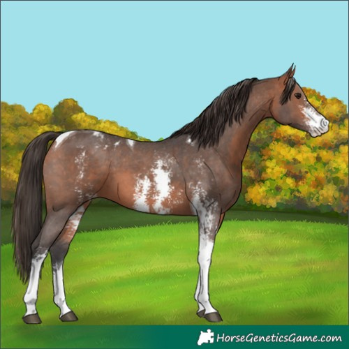 Horse Color:Bay Sabino Tobiano Appaloosa