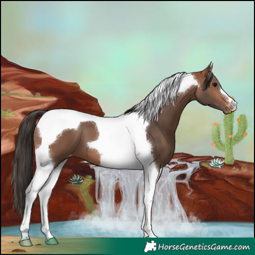 Horse Color:Bay Tobiano Appaloosa