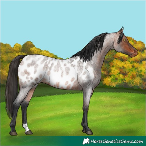 Horse Color:Bay Roan Appaloosa 