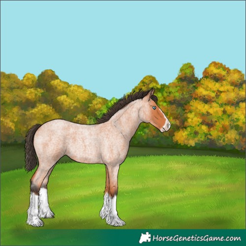 Horse Color:Bay Roan Splash Frame 
