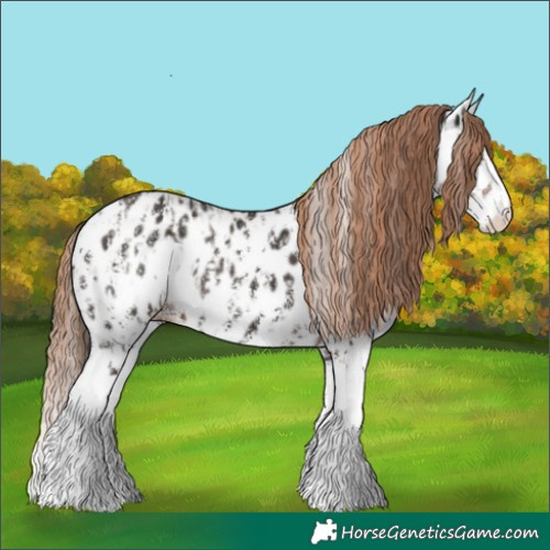 Horse Color:Liver Chestnut Sabino Splash Appaloosa  and Liver Chestnut Sabino Splash Appaloosa 
