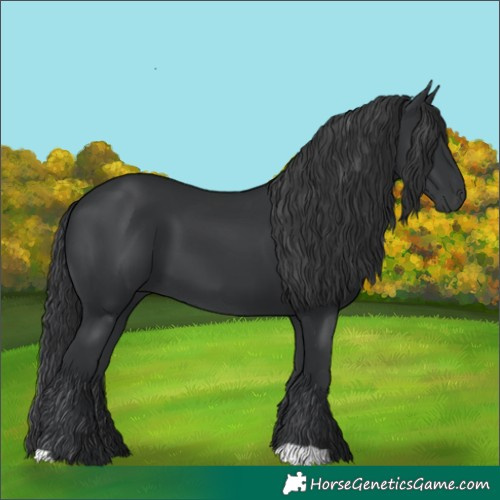 Horse Color:Black 