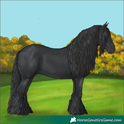 Horse Color:Black 