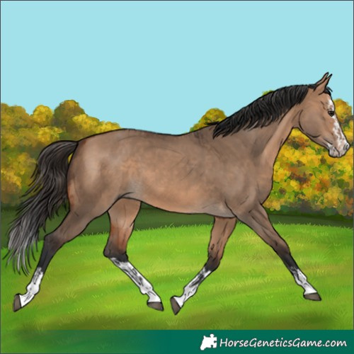 Horse Color:Bay Dun  and Bay Dun Splash 