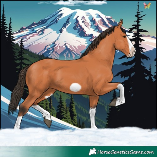 Horse Color:Bay Splash Frame