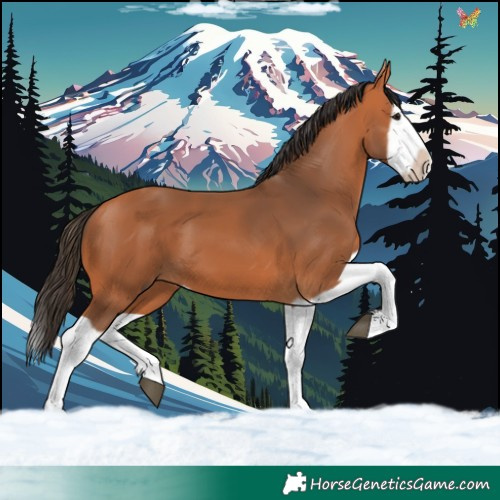 Horse Color:Bay Splash Frame 
