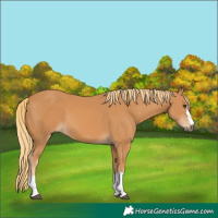 Horse Color:Unknown 