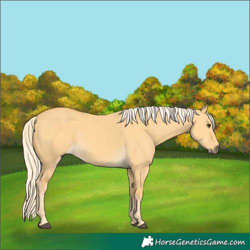 Horse Color:Palomino Dun 