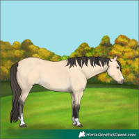 Horse Color:Buckskin Dun 