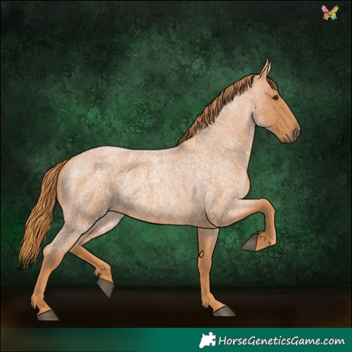 Horse Color:Red Roan
