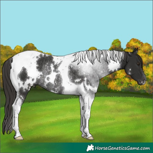 Horse Color:White Spotted Liver Chestnut Tobiano Rabicano 