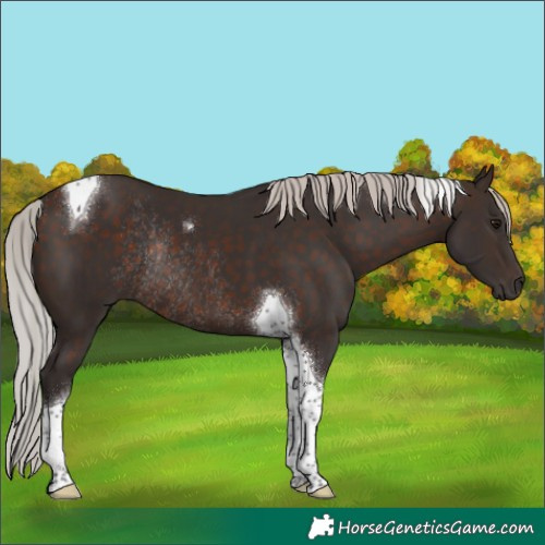 Horse Color:Silver Brown Tobiano Rabicano 