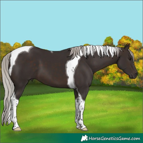 Horse Color:Silver Brown Tobiano 