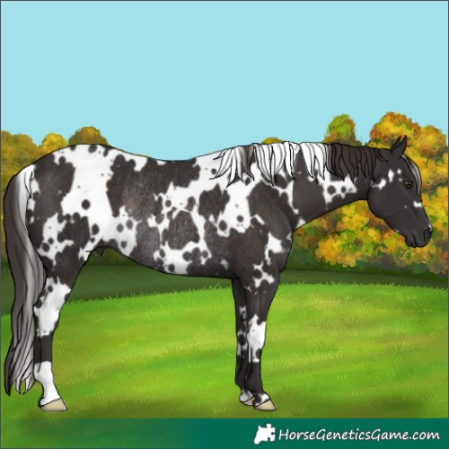 Horse Color:White Spotted Liver Chestnut Rabicano 