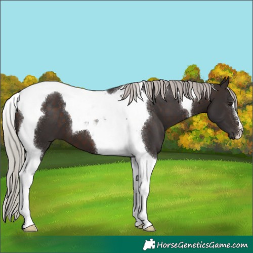 Horse Color:Silver Brown Tobiano 