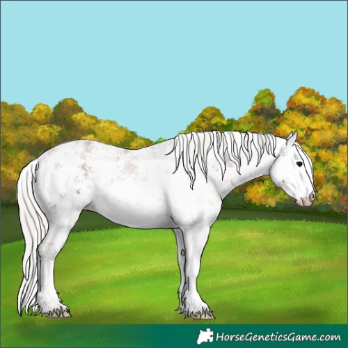 Horse Color:White Spotted Silver Black Sabino Rabicano 