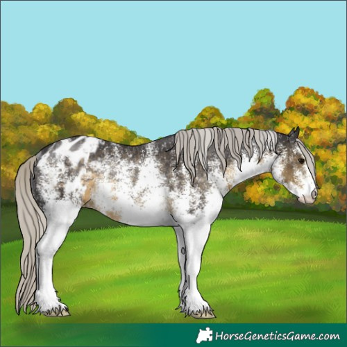 Horse Color:White Spotted Silver Smoky Black Appaloosa Rabicano