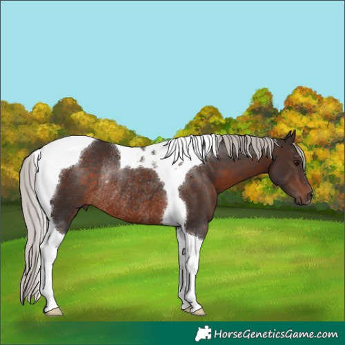 Horse Color:Silver Brown Tobiano Rabicano 