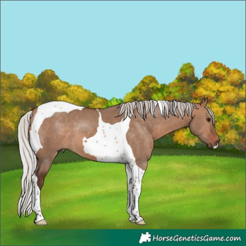 Horse Color:Silver Brown Dun Tobiano 