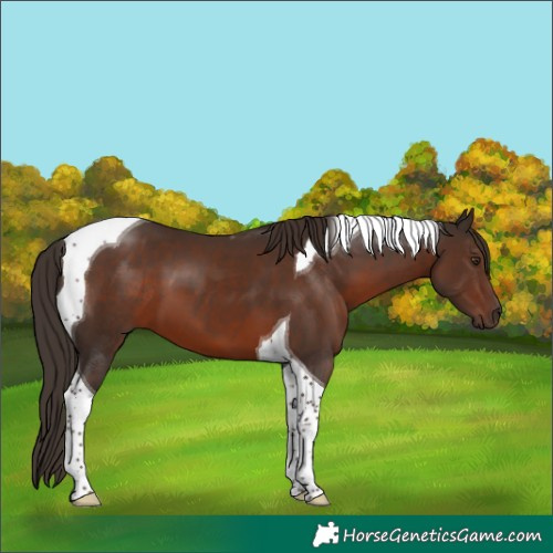 Horse Color:Liver Chestnut Tobiano