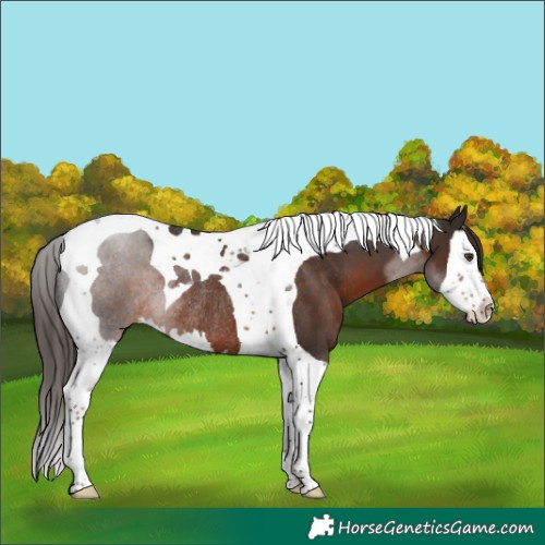 Horse Color:Liver Chestnut Splash Tobiano Rabicano 