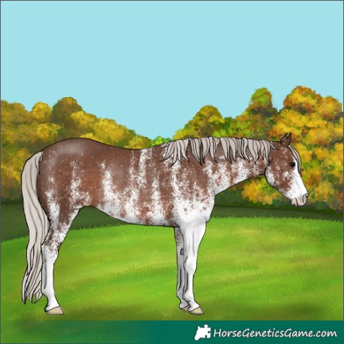 Horse Color:White Spotted Silver Black Rabicano