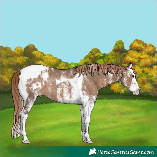 Horse Color:White Spotted Liver Red Dun Splash Tobiano Blanket Rabicano 